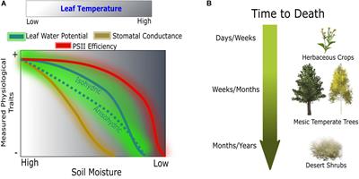 Biophysically Informed Imaging Acquisition of Plant Water Status